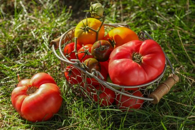 Photo of Different fresh tomatoes in metal basket on green grass outdoors