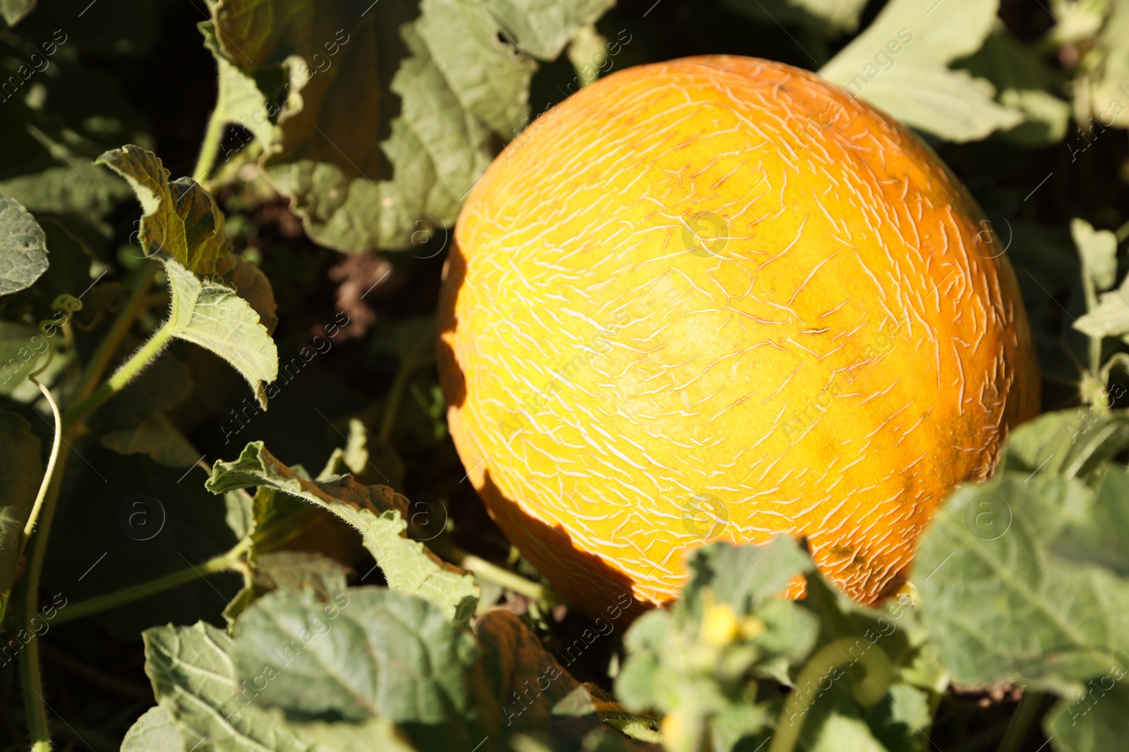 Photo of Ripe melon growing in field on sunny day, closeup