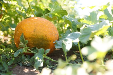 Fresh ripe melon growing in field, closeup