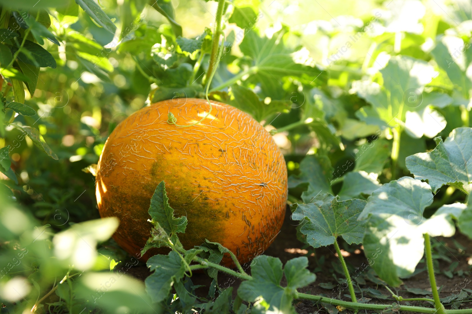 Photo of Fresh ripe melon growing in field, closeup