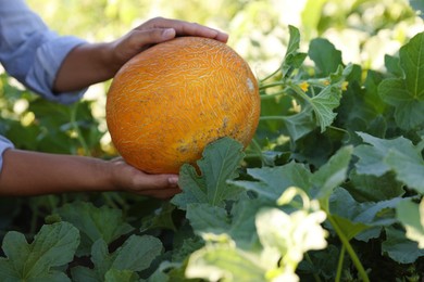 Photo of Woman picking ripe melon in field, closeup