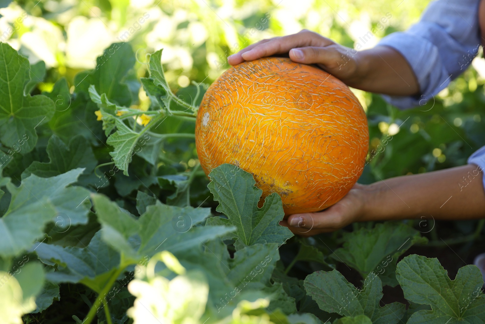 Photo of Woman picking ripe melon in field, closeup