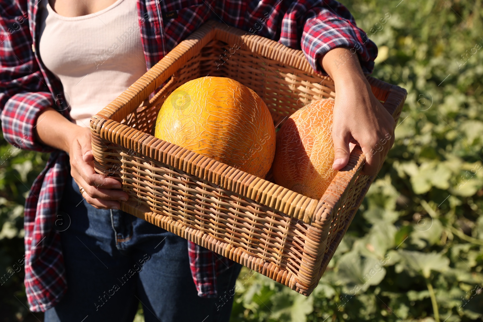 Photo of Woman holding wicker crate with ripe melons in field on sunny day, closeup