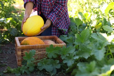 Woman picking ripe melons into wicker crate in field, closeup