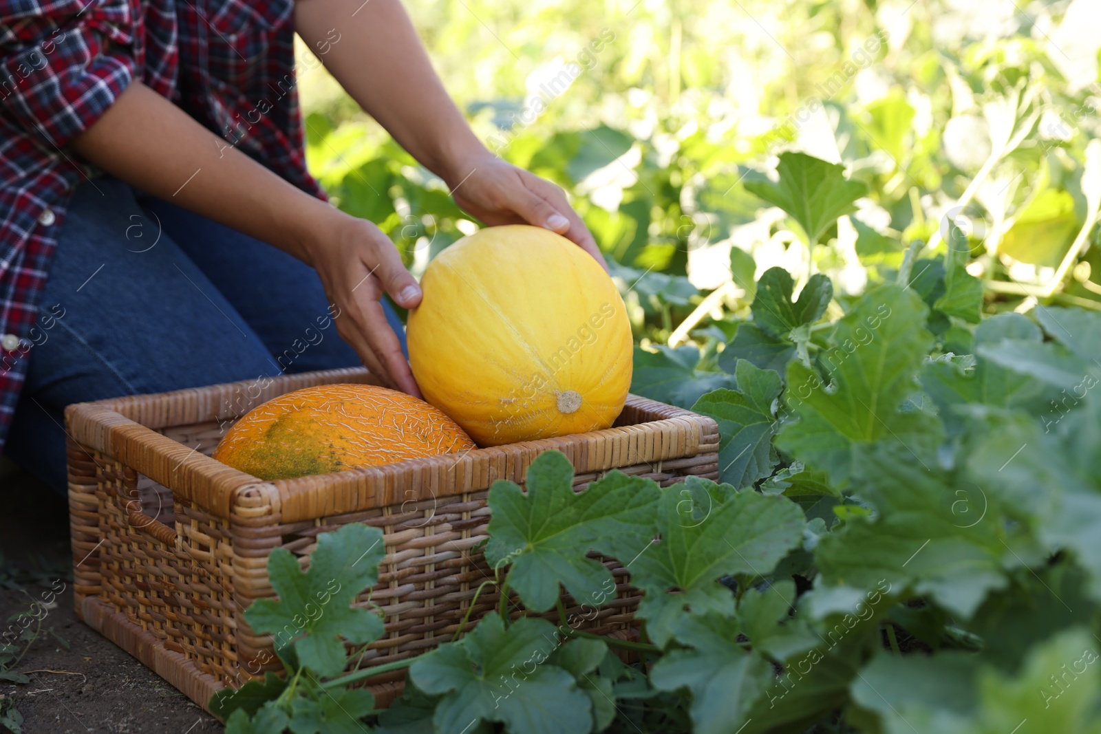 Photo of Woman picking ripe melons into wicker crate in field, closeup