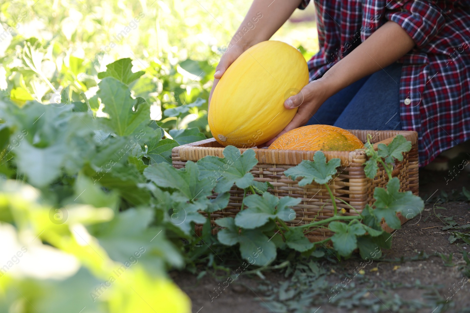 Photo of Woman picking ripe melons into wicker crate in field, closeup