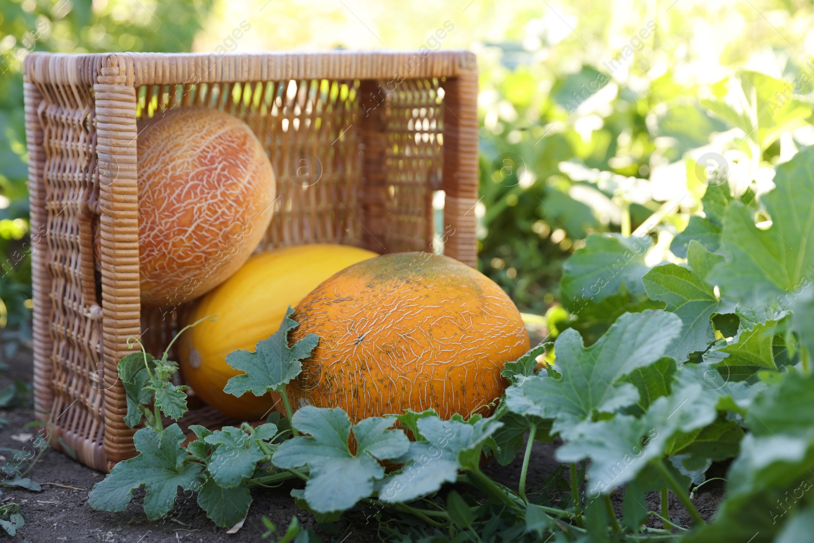 Photo of Ripe melons with wicker crate in field