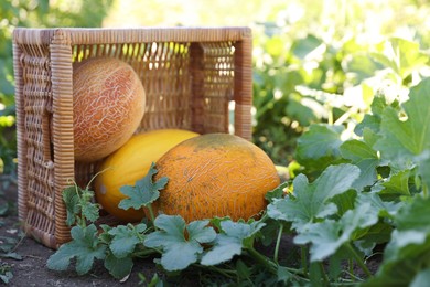 Ripe melons with wicker crate in field