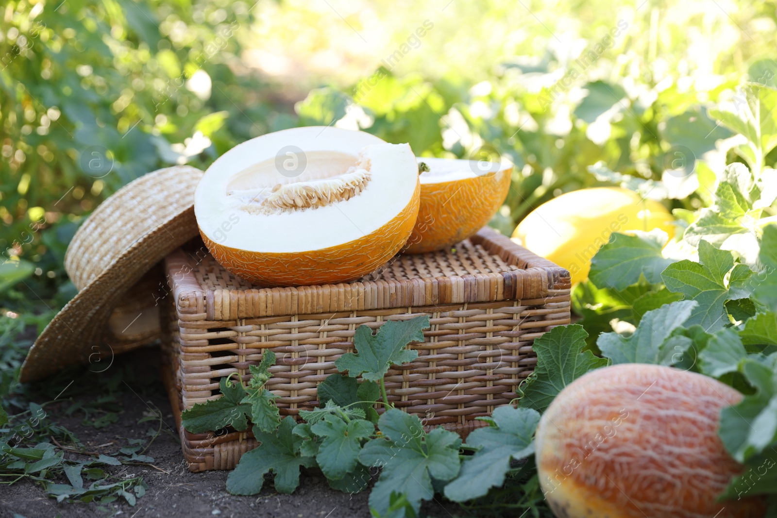 Photo of Ripe melons, wicker crate and hat in field