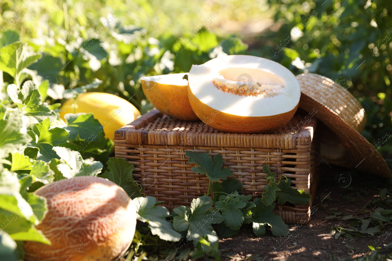 Photo of Ripe melons, wicker crate and hat in field