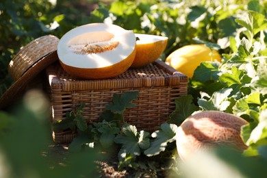 Photo of Ripe melons, wicker crate and hat in field