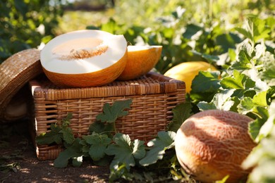 Photo of Ripe melons, wicker crate and hat in field