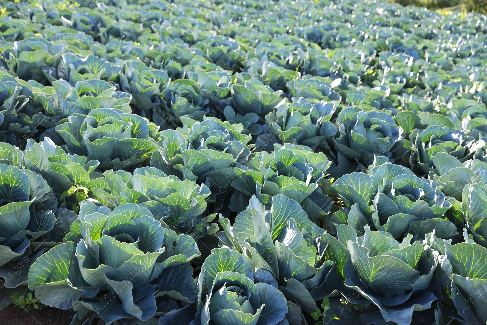 Photo of Green cabbages growing in field on sunny day