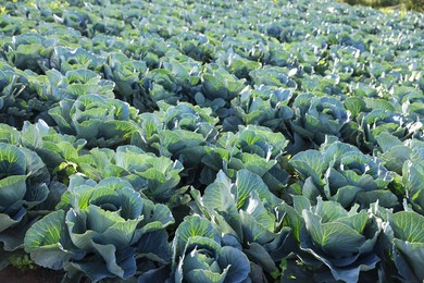 Photo of Green cabbages growing in field on sunny day