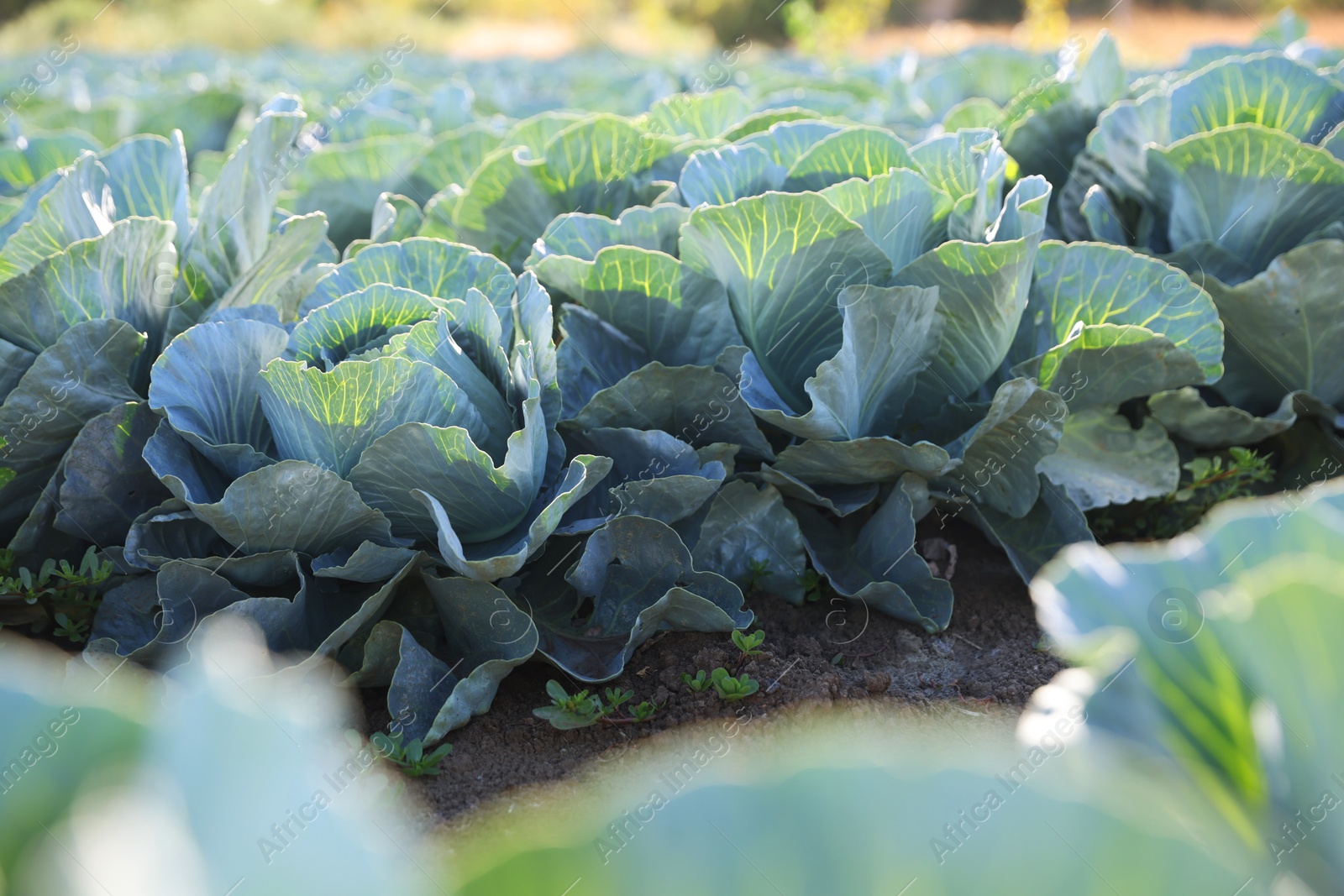 Photo of Green cabbages growing in field on sunny day