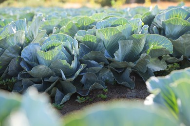 Photo of Green cabbages growing in field on sunny day