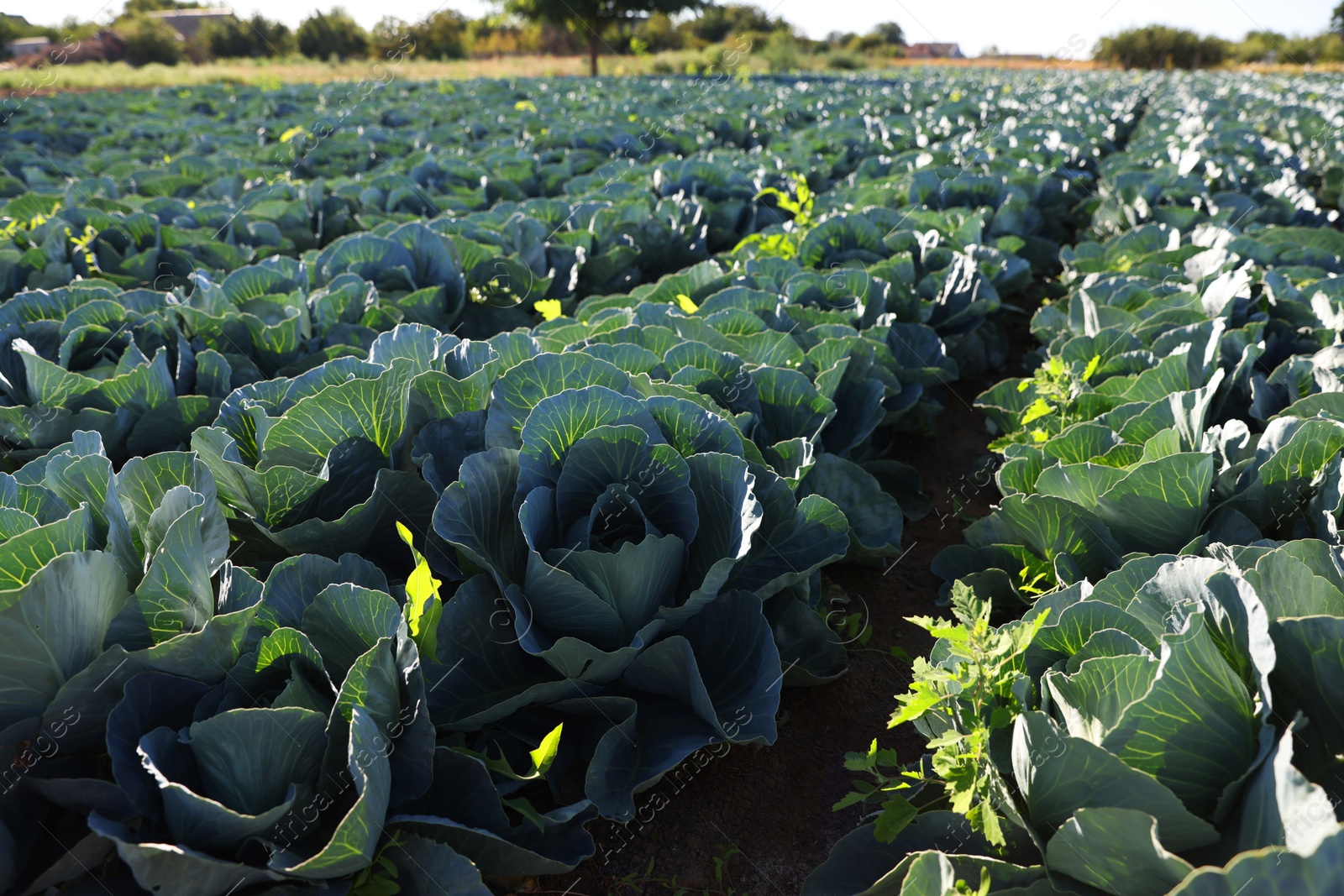 Photo of Green cabbages growing in field on sunny day