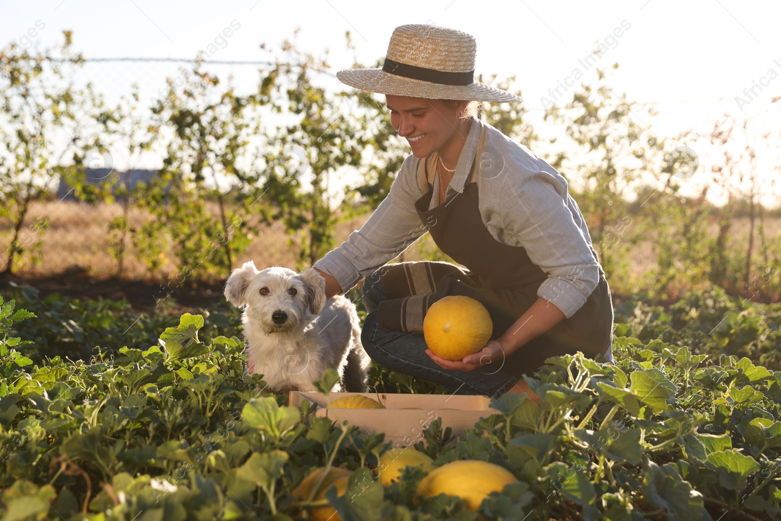 Photo of Smiling woman with cute dog picking ripe melons in field