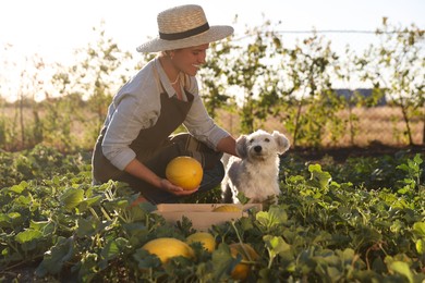 Photo of Smiling woman with cute dog picking ripe melons in field