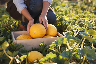 Photo of Woman picking ripe melons into crate in field, closeup