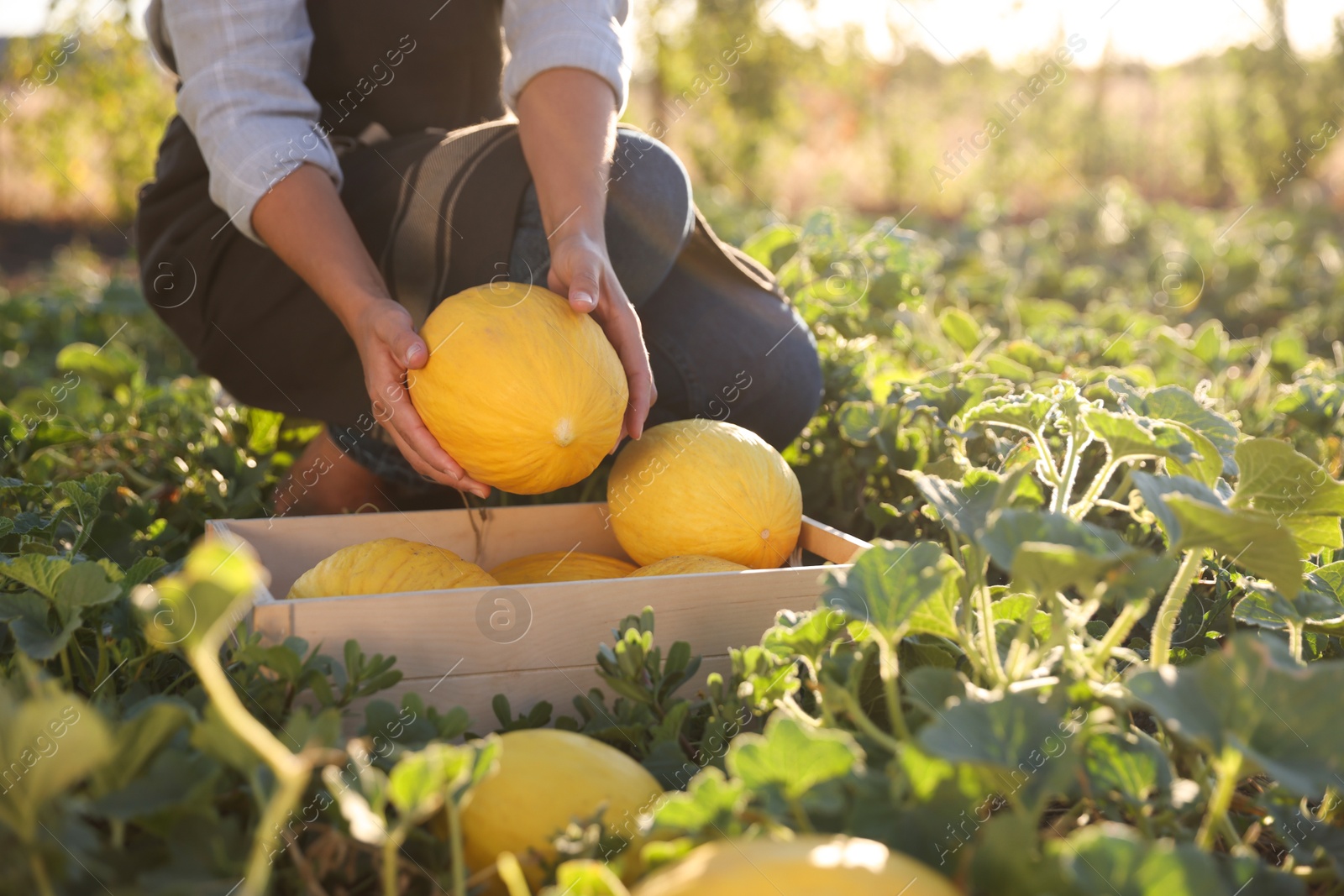 Photo of Woman picking ripe melons into crate in field, closeup