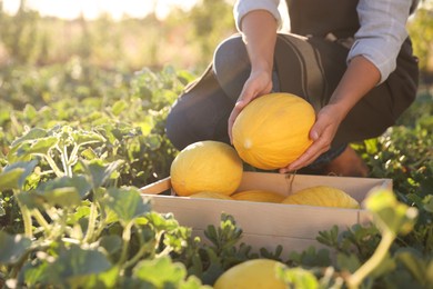 Photo of Woman picking ripe melons into crate in field, closeup