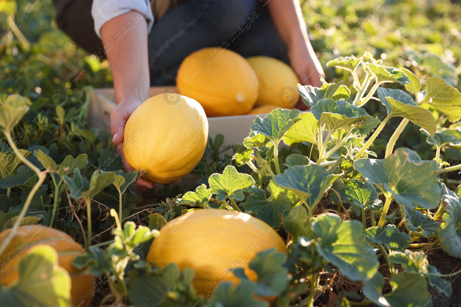 Photo of Woman picking ripe melons into crate in field, closeup