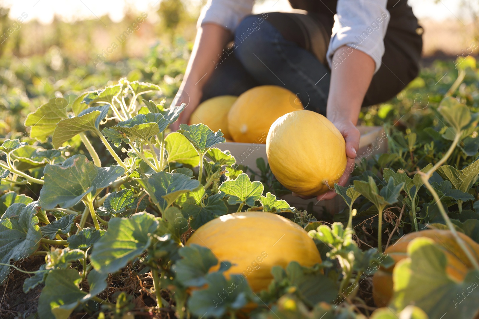 Photo of Woman picking ripe melons into crate in field, closeup