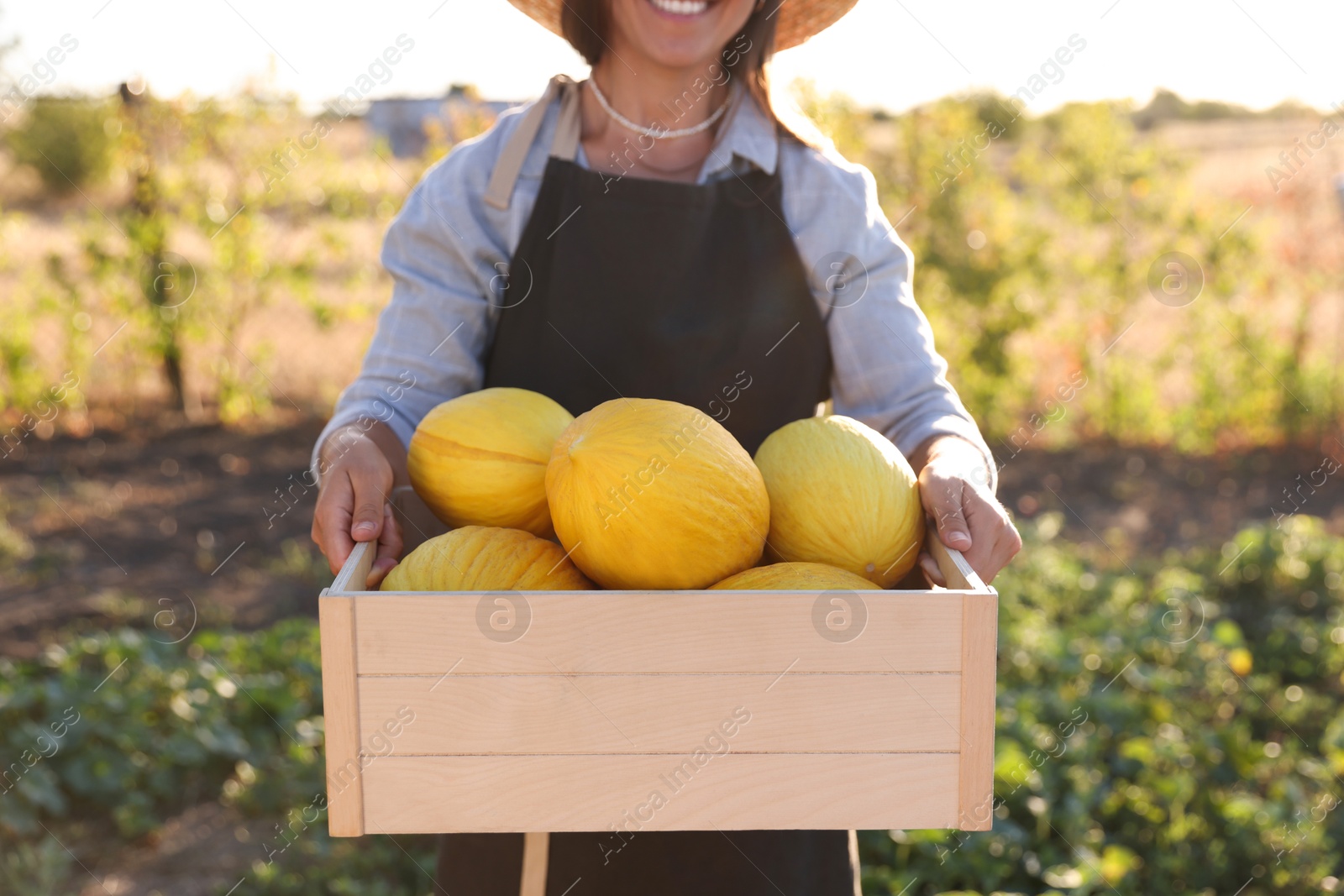 Photo of Woman holding wooden crate of ripe melons in field, closeup