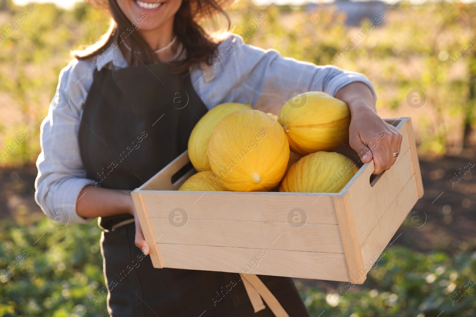 Photo of Woman holding wooden crate of ripe melons in field, closeup