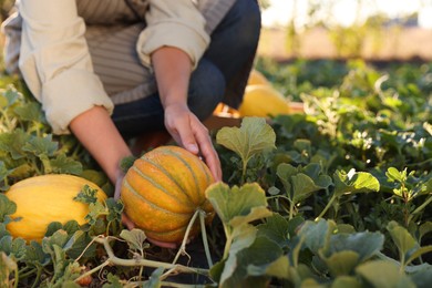 Woman picking ripe melons in field, closeup