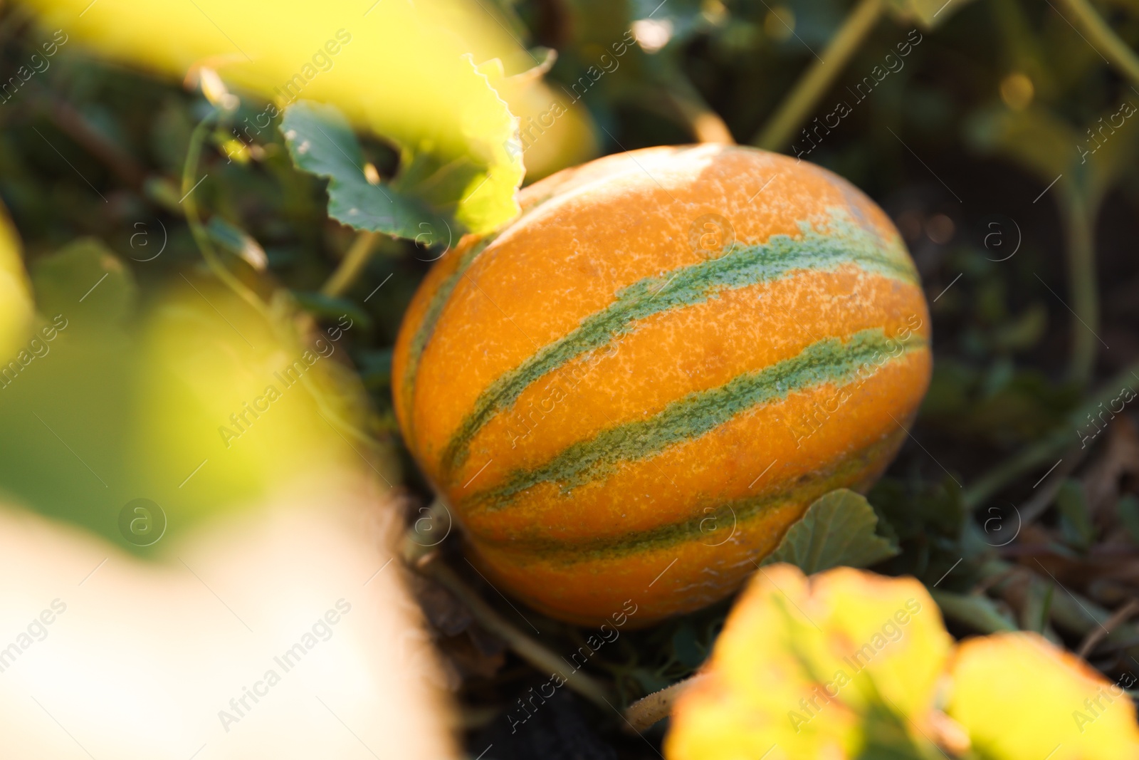 Photo of Fresh ripe melon growing in field, closeup