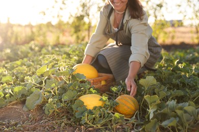 Woman picking ripe melons in field, closeup