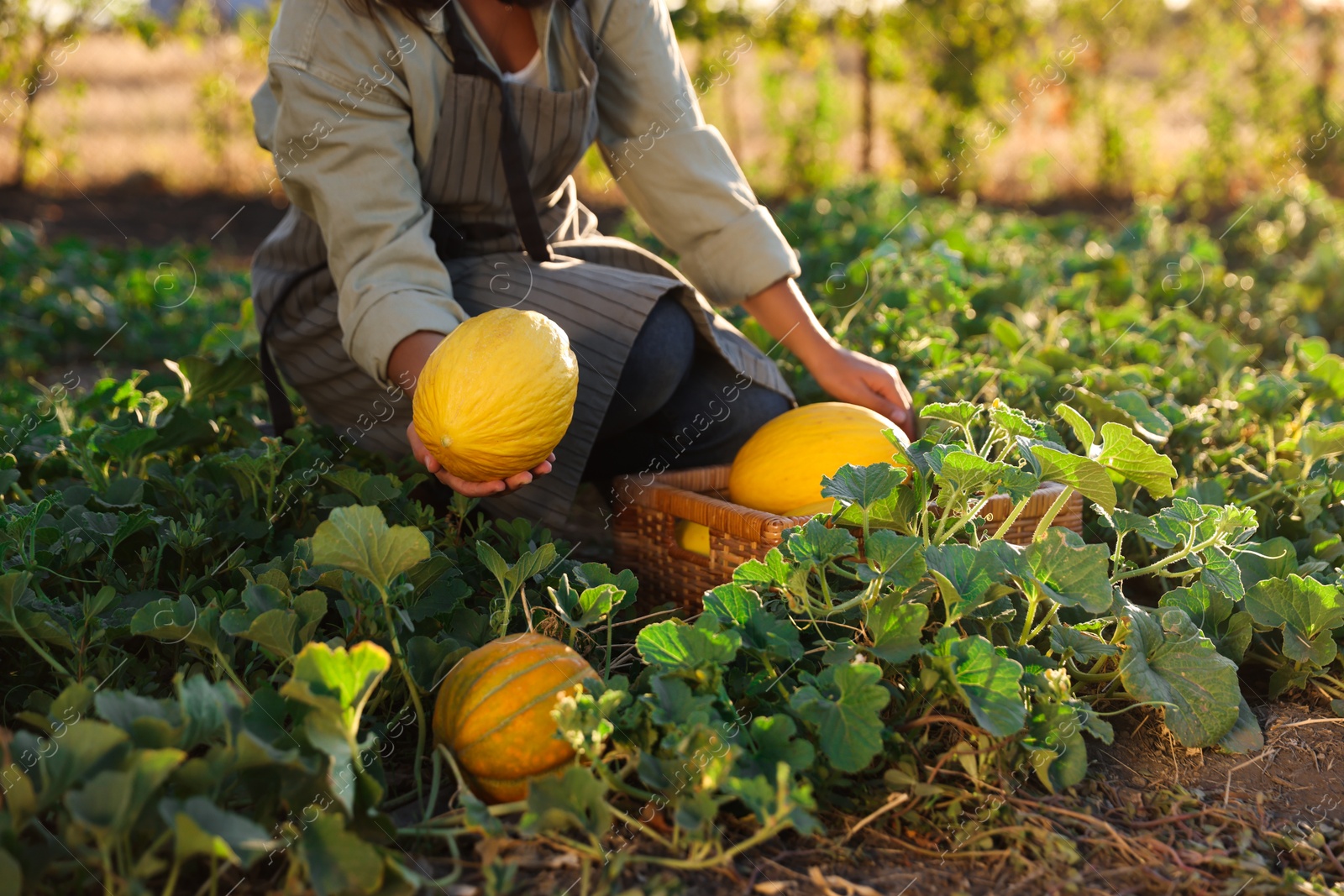 Photo of Woman picking ripe melons in field, closeup