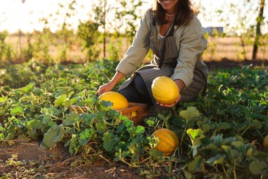 Photo of Woman picking ripe melons in field, closeup