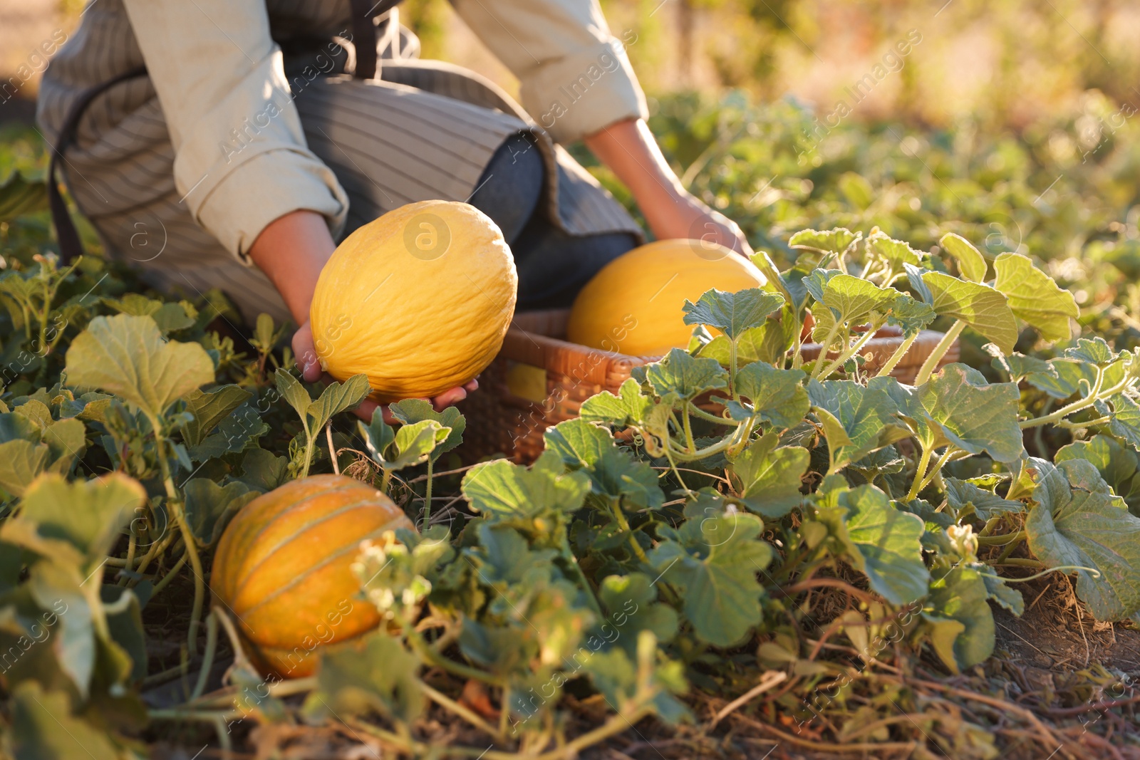 Photo of Woman picking ripe melons in field, closeup