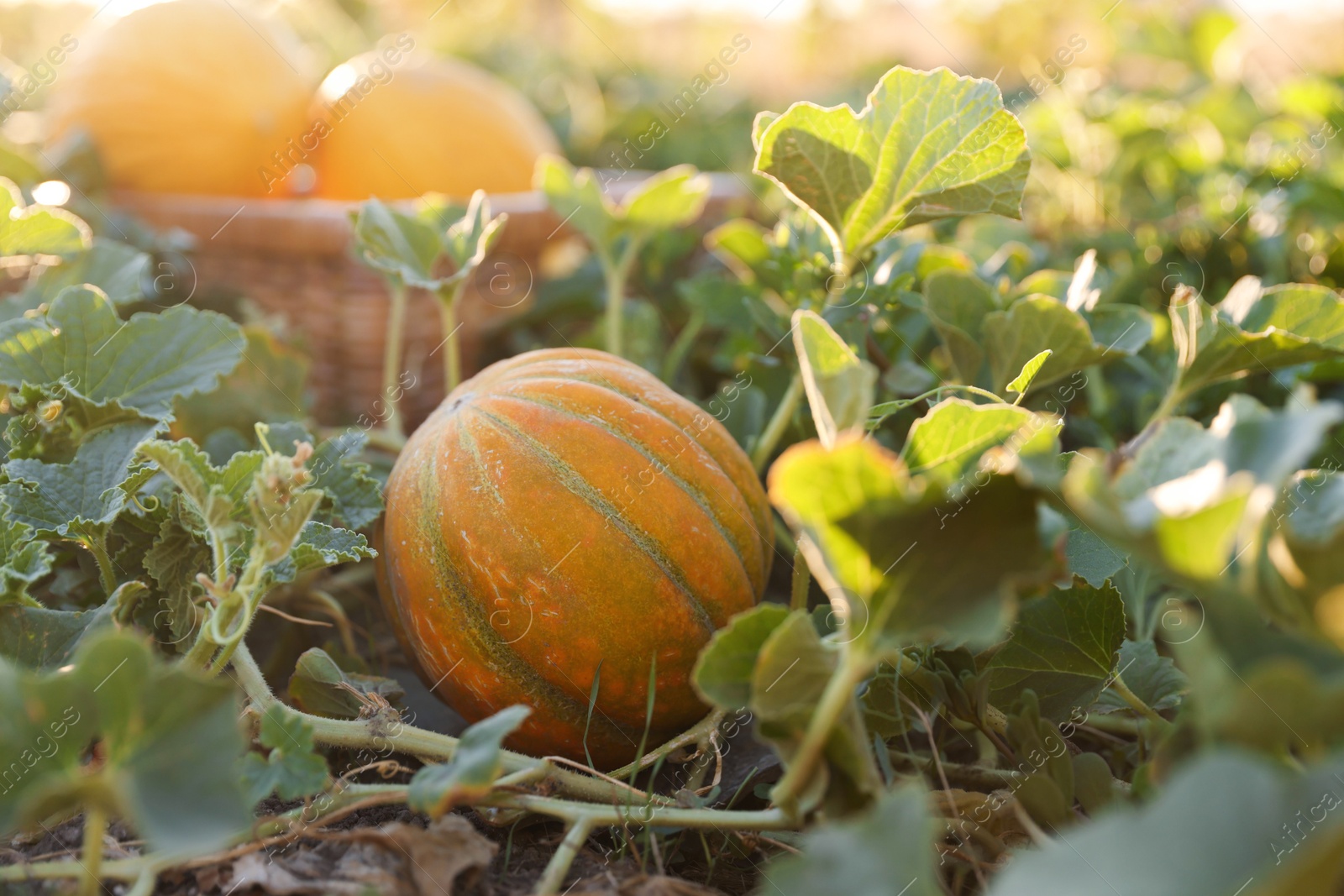 Photo of Fresh ripe melons growing in field, selective focus