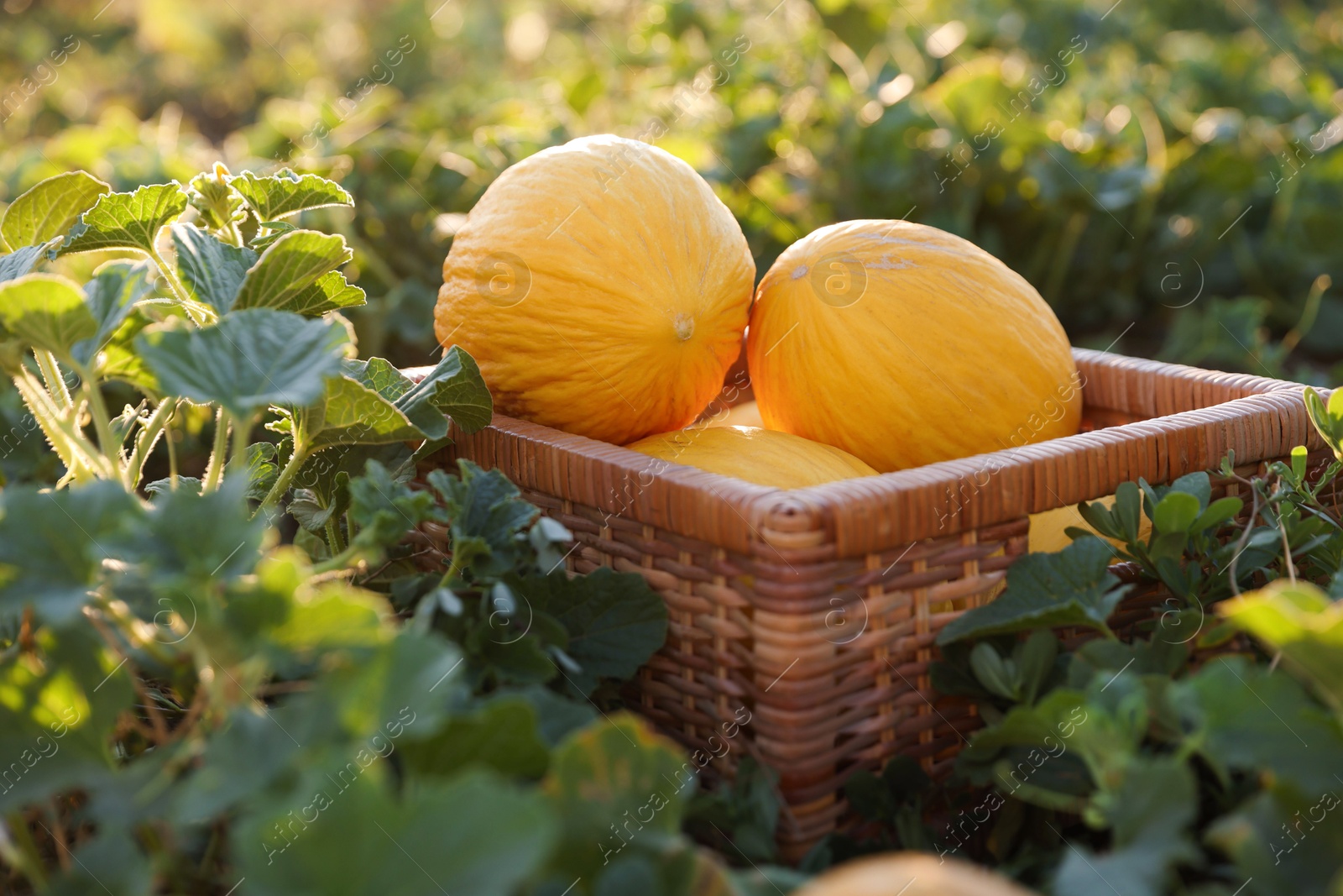 Photo of Ripe melons in wicker crate in field, closeup