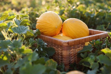 Ripe melons in wicker crate in field, closeup