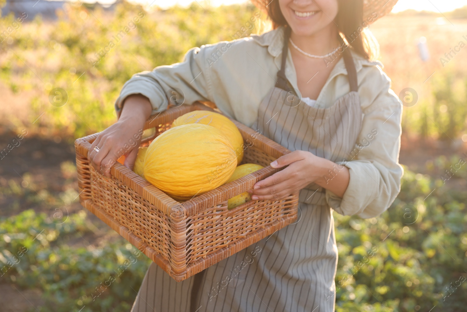 Photo of Woman holding wicker crate of ripe melons in field, closeup