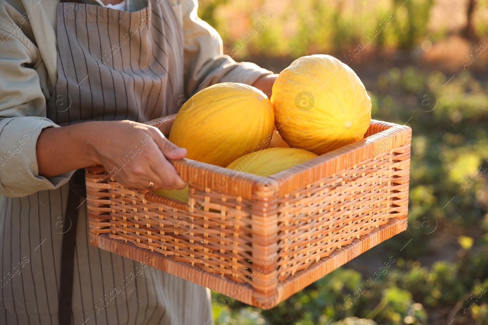 Photo of Woman holding wicker crate of ripe melons in field, closeup