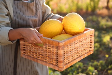 Woman holding wicker crate of ripe melons in field, closeup