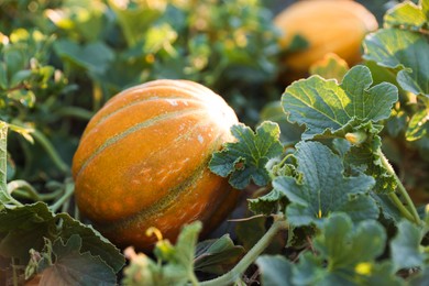 Fresh ripe melons growing in field, closeup