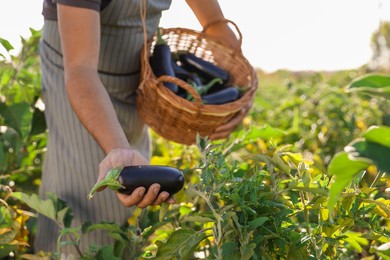 Farmer harvesting ripe eggplants in field on sunny day, closeup