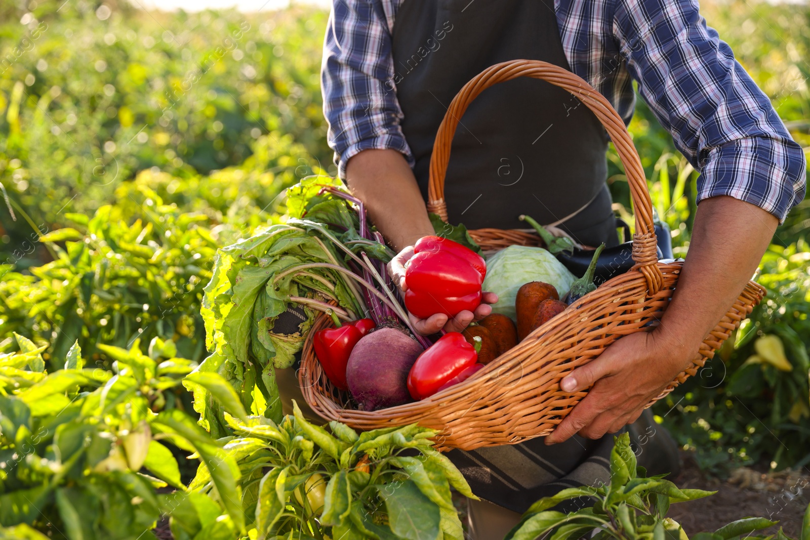 Photo of Harvesting season. Farmer holding wicker basket with fresh vegetables in field on sunny day, closeup