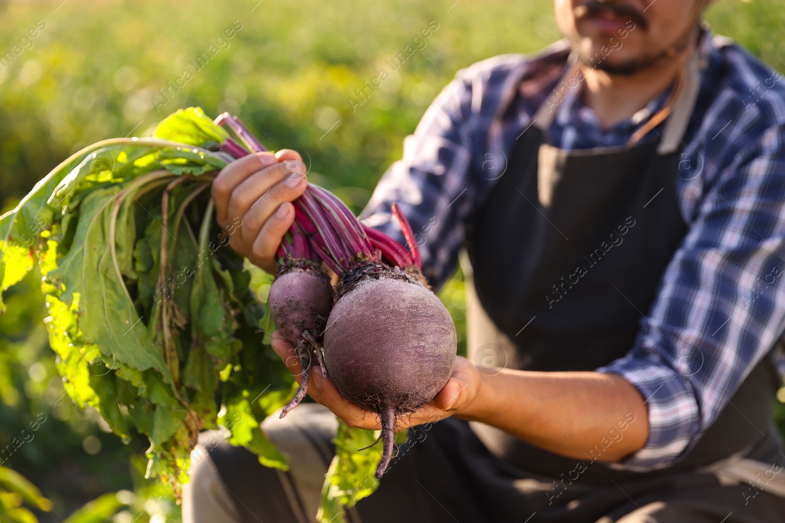 Photo of Farmer harvesting ripe beetroots in field on sunny day, closeup