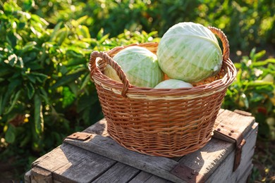 Harvesting season. Fresh cabbages in wicker basket on wooden crate outdoors