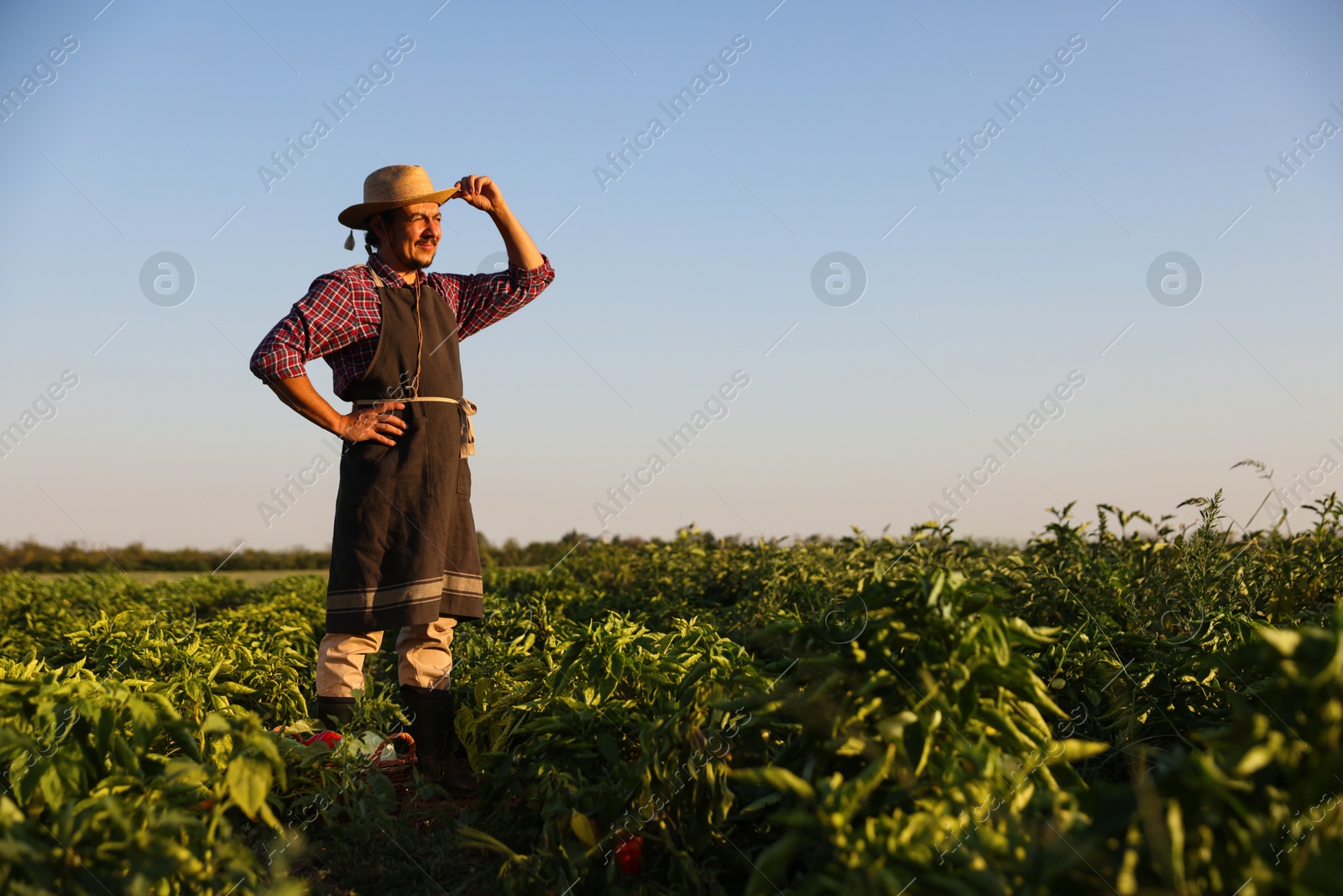 Photo of Harvesting season. Farmer standing in filed on sunny day