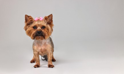 Photo of Cute Yorkshire Terrier dog on grey background, space for text