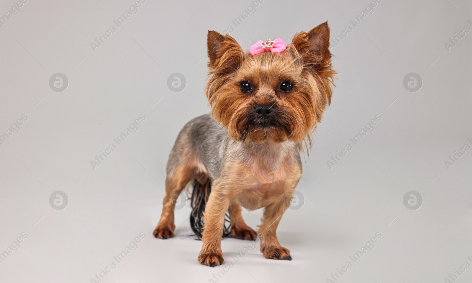 Photo of Cute Yorkshire Terrier dog on grey background